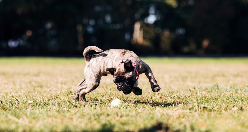 Dog playing with ball in yard